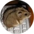 Mik Foxi
